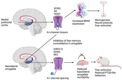 Potassium channels in animal models of post-traumatic stress disorder: mechanistic and therapeutic implications